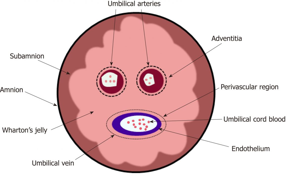 Potensi Umbilical Cord-Mesenchymal Stem Cell (UC-MSC) Dan Perbedaannya ...