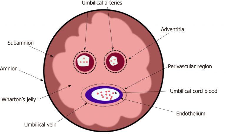 potensi-umbilical-cord-mesenchymal-stem-cell-uc-msc-dan-perbedaannya