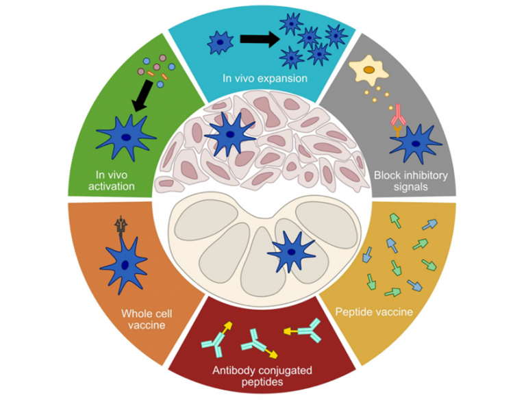 Prostem Png Potensi Dendritic Cell (DC) dan Natural Killer (NK) Cell untuk Terapi ...