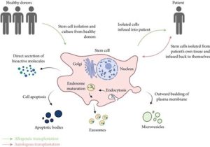 Mekanisme Potensi Stem Cell untuk Rejuvenasi Kulit